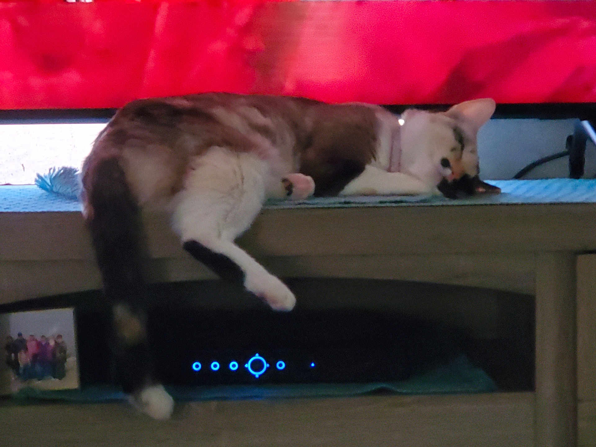 Sassy joined the competition — help win amazing prizes! abyssinian, animal, cat, computer, computerhardware, couch, electronics, furniture, hardware, indoors, kitten, manx, monitor, person, pet, screen, siamese, sleeping, table, wood