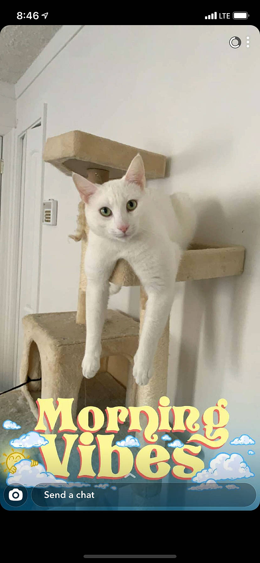 Lynx is registered to the contest to win money with this photo: carnivore, cat, cat_supply, door, fawn, felidae, font, fur, internet_meme, pet_supply, photo_caption, small_to_medium_sized_cats, tail, whiskers