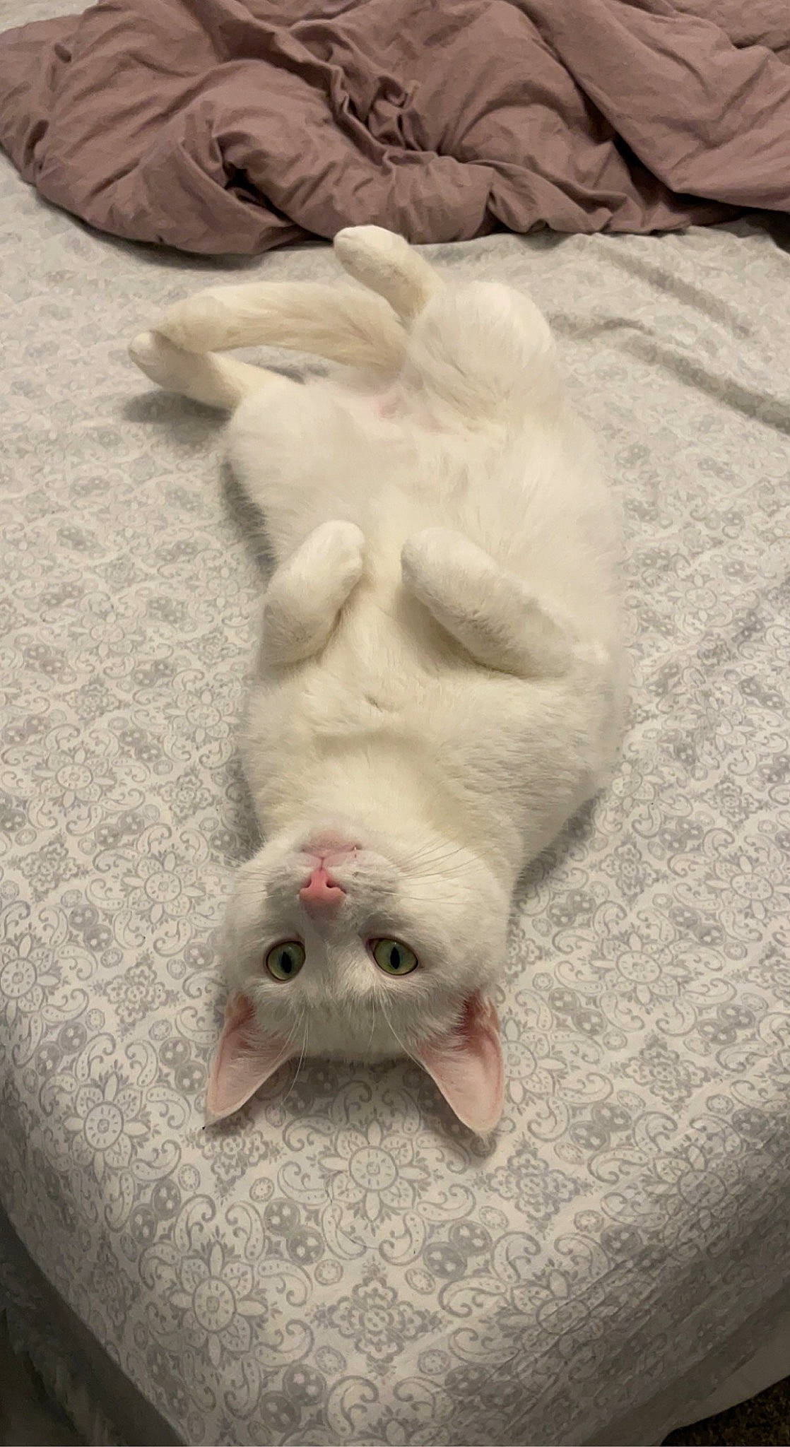 Lynx is registered to the contest to win money with this photo: carmine, carnivore, cat, comfort, fang, fawn, felidae, foot, fur, grey, jaw, linens, natural_material, paw, sand, small_to_medium_sized_cats, snout, tail, terrestrial_animal, whiskers