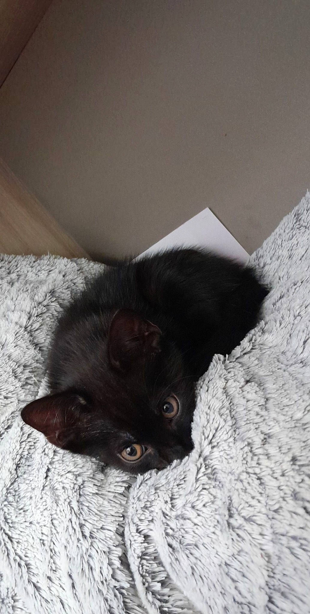 Safir a rejoint le concours — aidez-le/la à gagner de superbes lots ! black_cat, bombay, canidae, carnivore, cat, claw, comfort, dog_breed, domestic_short_haired_cat, ear, eye, fawn, felidae, fur, havana_brown, paw, small_to_medium_sized_cats, snout, tail, whiskers