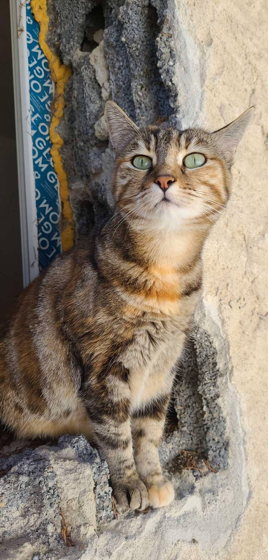 Rosa a rejoint le concours — aidez-le/la à gagner de superbes lots ! carnivore, cat, claw, domestic_short_haired_cat, felidae, fur, paw, small_to_medium_sized_cats, snout, tail, terrestrial_animal, whiskers, wildlife