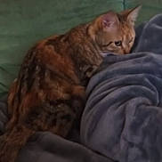 Atraxa participe au concours pour gagner de l'argent avec cette photo : cat, tabby, blanket, couch, indoor, furniture, pet, cozy, soft, fur, resting, animal, curious, home, comfort, seated, domestic, relaxed, feline, warm