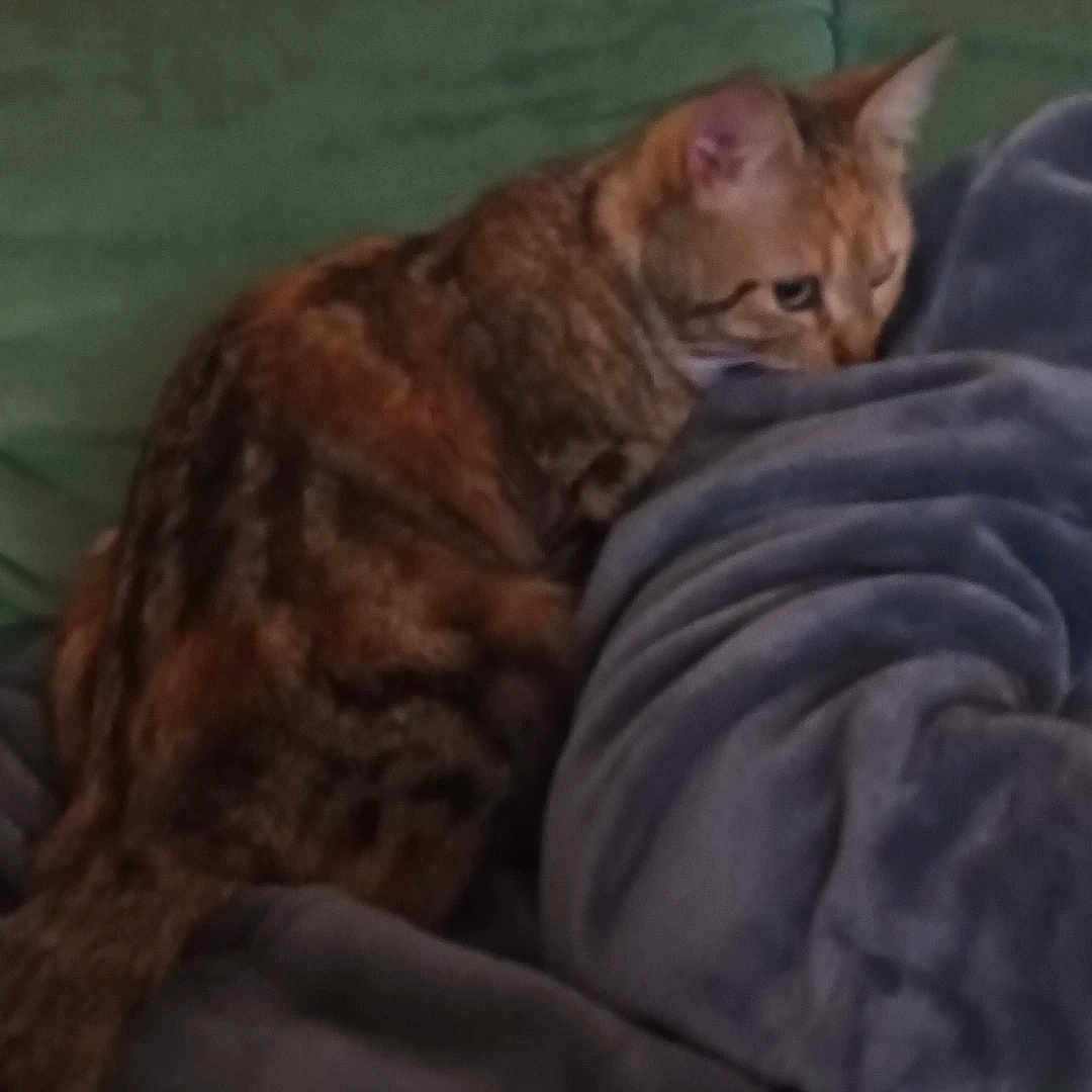 Atraxa participe au concours pour gagner de l'argent avec cette photo : animal, blanket, cat, comfort, couch, cozy, curious, domestic, feline, fur, furniture, home, indoor, pet, relaxed, resting, seated, soft, tabby, warm