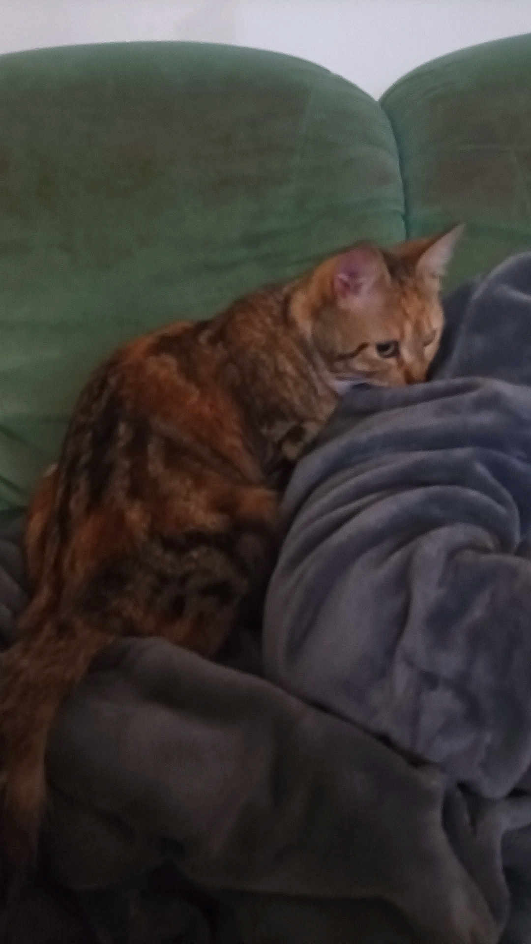Atraxa participe au concours pour gagner de l'argent avec cette photo : cat, tabby, blanket, couch, indoor, furniture, pet, cozy, soft, fur, resting, animal, curious, home, comfort, seated, domestic, relaxed, feline, warm