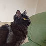 black_cat, cat, pet, feline, yellow_eyes, fur, whiskers, indoor, couch, green_couch, curious, side_view, animal, mammal, domestic_animal, portrait, sitting, close_up, household, cozy