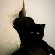 Raven participe au concours pour gagner de l'argent avec cette photo : black_cat, cat, pet, animal, indoor, cushion, furniture, white, fluffy, cozy, corner, curious, eyes, dark, shadows, home, resting, quiet, soft, comfort