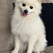 Hiro joined the competition — help win amazing prizes! dog, white_dog, fluffy, sitting, couch, indoor, pet, cute, happy, tongue_out, small_dog, fur, animal, canine, companion, smiling, friendly, domestic_animal, paw, ears