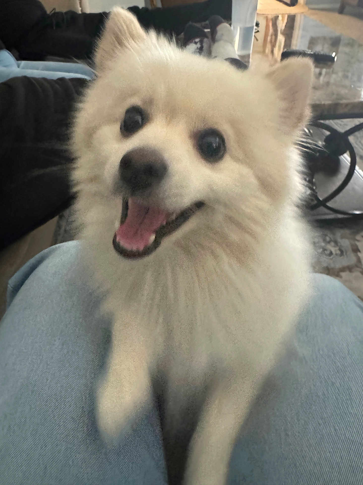 Hiro joined the competition — help win amazing prizes! dog, white_dog, fluffy, pet, indoor, happy, smiling, animal, lap, fur, canine, companion, cute, friendly, looking_up, domestic_animal, jeans, living_room, table, carpet