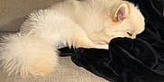 Hiro Figueroa is registered to the contest to win money with this photo: animal, blanket, canine, comfort, companion, couch, cozy, cute, dog, domestic, fluffy, fur, home, indoor, nap, pet, relaxed, resting, sleeping, white