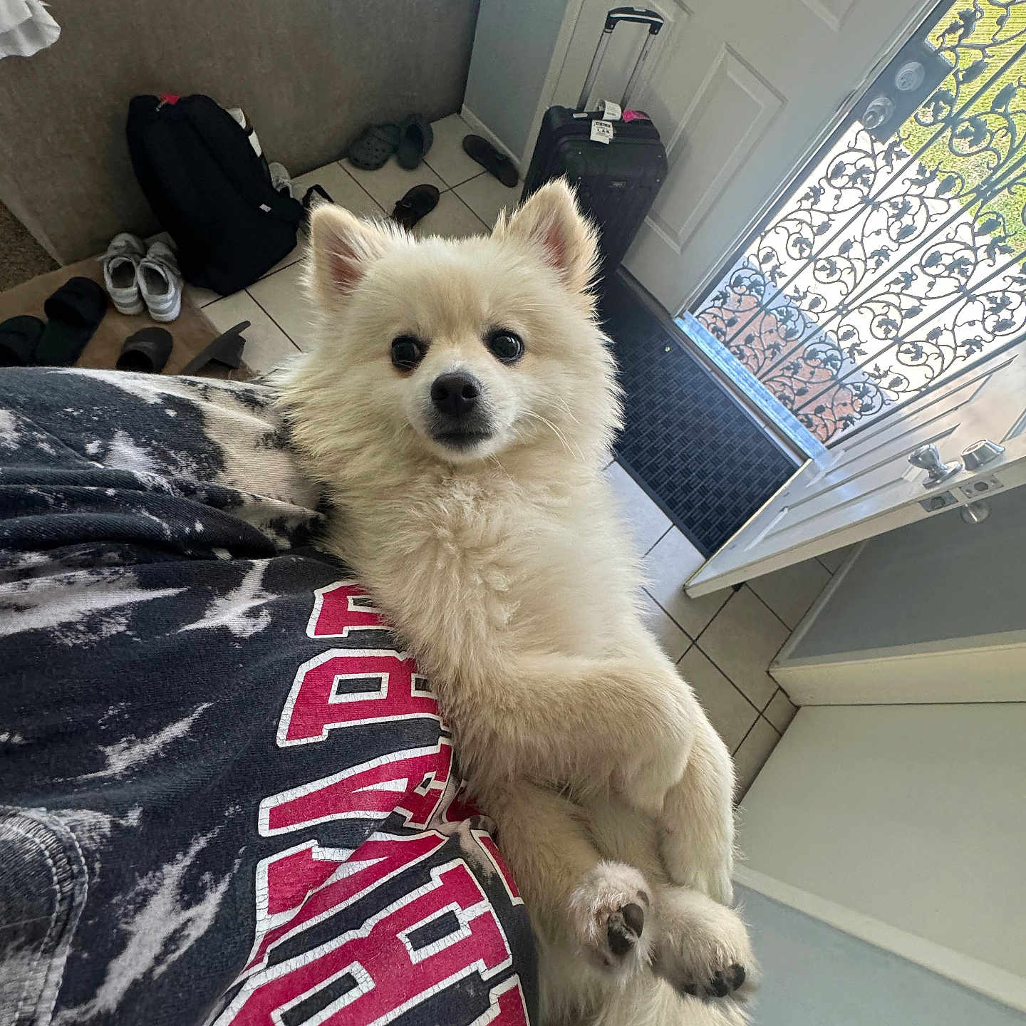 Hiro Figueroa is registered to the contest to win money with this photo: calm, couch, curious, dog, door, face, fluffy, fur, holding, home, indoor, living_room, open_door, paw, person, pet, shoes, suitcase, tile_floor, white_dog
