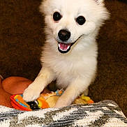 Hiro Figueroa is registered to the contest to win money with this photo: animal, canine, carpet, close_up, cute, dog, domestic_animal, friendly, front_paws, fur, happy, indoor, looking_at_camera, pet, playful, puppy, smiling, toy, white_fur, young_dog