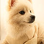 Hiro Figueroa is registered to the contest to win money with this photo: adorable, animal, companion, cozy, cream_color, cute, dog, domestic_animal, fluffy, fur, indoor, knitwear, pet, pomaranian, portrait, side_view, small_dog, soft_focus, sweater, warm_light