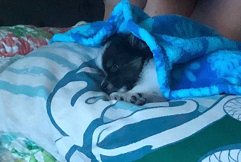 Oreo joined the competition — help win amazing prizes! boston_terrier, canidae, carnivore, companion_dog, dog, dog_breed, nap, non_sporting_group, puppy