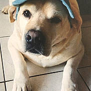 Paco participe au concours pour gagner de l'argent avec cette photo : dog, canine, pet, cap, hat, indoor, floor, tile, lying_down, front_paws, light_brown, short_fur, cute, animal, companion, domestic, portrait, relaxed, looking_at_camera, one_eye_visible