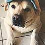 dog, canine, pet, cap, hat, indoor, floor, tile, lying_down, front_paws, light_brown, short_fur, cute, animal, companion, domestic, portrait, relaxed, looking_at_camera, one_eye_visible