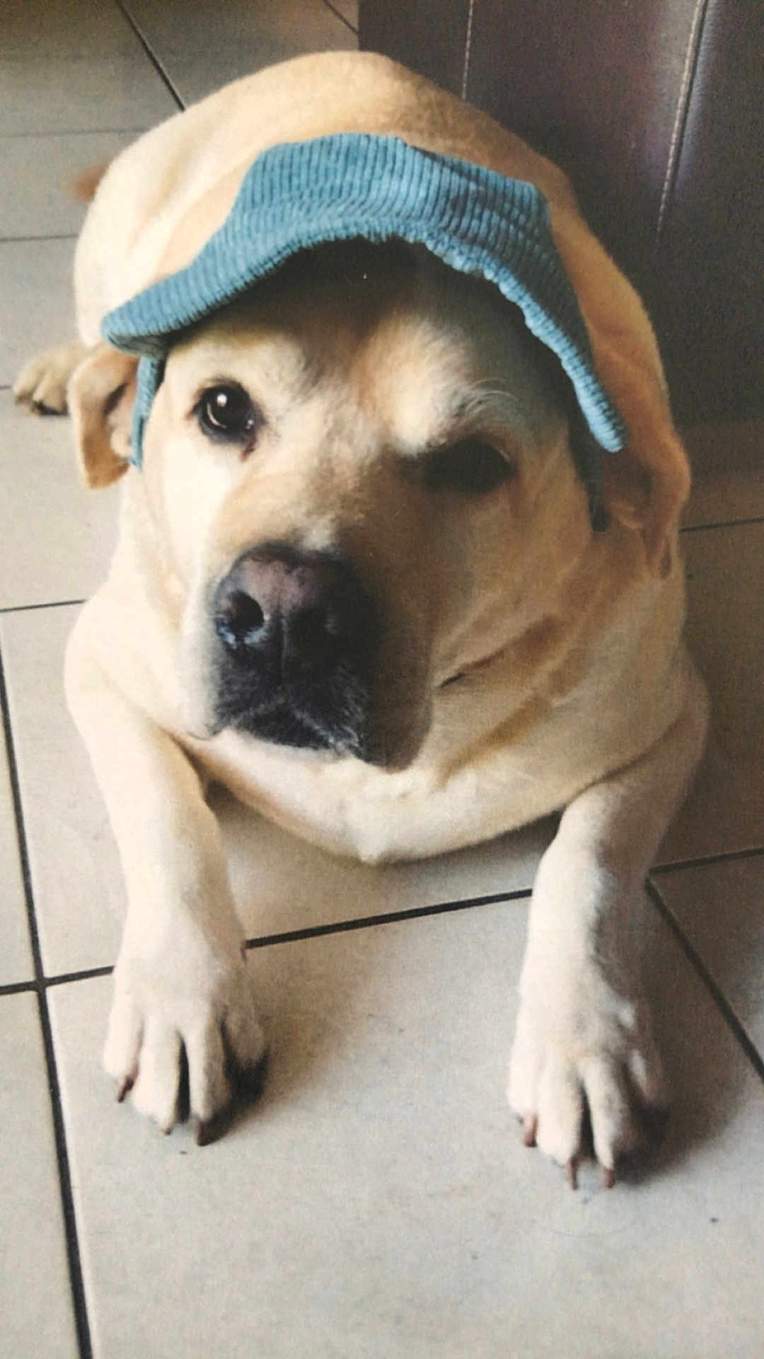 Paco participe au concours pour gagner de l'argent avec cette photo : dog, canine, pet, cap, hat, indoor, floor, tile, lying_down, front_paws, light_brown, short_fur, cute, animal, companion, domestic, portrait, relaxed, looking_at_camera, one_eye_visible