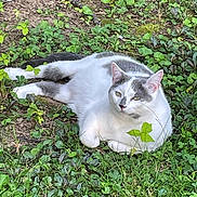 Evie is registered to the contest to win money with this photo: cat, white_cat, gray_spots, outdoor, greenery, grass, leaves, nature, relaxed, animal, pet, feline, resting, lying_down, calm, daylight, wildlife, cute, mammal, closeup