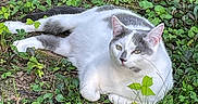 Evie is registered to the contest to win money with this photo: animal, calm, cat, closeup, cute, daylight, feline, grass, gray_spots, greenery, leaves, lying_down, mammal, nature, outdoor, pet, relaxed, resting, white_cat, wildlife