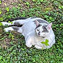 cat, white_cat, gray_spots, outdoor, greenery, grass, leaves, nature, relaxed, animal, pet, feline, resting, lying_down, calm, daylight, wildlife, cute, mammal, closeup
