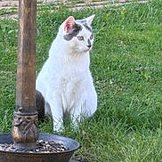 Evie joined the competition — help win amazing prizes! alert, animal, bird_feeder, cat, daylight, ears, feline, fur, garden, grass, gray_patches, greenery, metal, nature, outdoor, pet, quiet, sitting, whiskers, white_cat