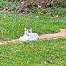 animal, brick_path, cat, daylight, flowers, garden, grass, gray_spots, greenery, lying_down, mammal, nature, outdoor, path, peaceful, pet, purple_flowers, relaxed, scenery, white_cat