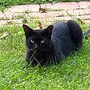 Salem is registered to the contest to win money with this photo: black_cat, cat, feline, grass, outdoor, garden, backyard, animal, pet, fur, whiskers, pointed_ears, greenery, pavement, path, crouching, staring, alert, nature, closeup