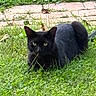 alert, animal, backyard, black_cat, cat, closeup, crouching, feline, fur, garden, grass, greenery, nature, outdoor, path, pavement, pet, pointed_ears, staring, whiskers
