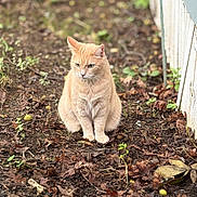 Emma is registered to the contest to win money with this photo: animal, backyard, cat, daylight, ears, eyes, fallen_leaves, full_body, garden, ginger_cat, greenery, nature, orange_fur, outdoors, pet, portrait, sitting, soil, whiskers, wooden_wall