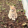 animal, backyard, cat, daylight, ears, eyes, fallen_leaves, full_body, garden, ginger_cat, greenery, nature, orange_fur, outdoors, pet, portrait, sitting, soil, whiskers, wooden_wall