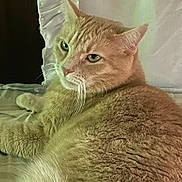 Emma joined the competition — help win amazing prizes! cat, orange_tabby, feline, pet, indoor, bed, bedding, pillow, fur, whiskers, relaxed, animal, cute, closeup, domestic_cat, resting, mammal, sleepy, household, cozy