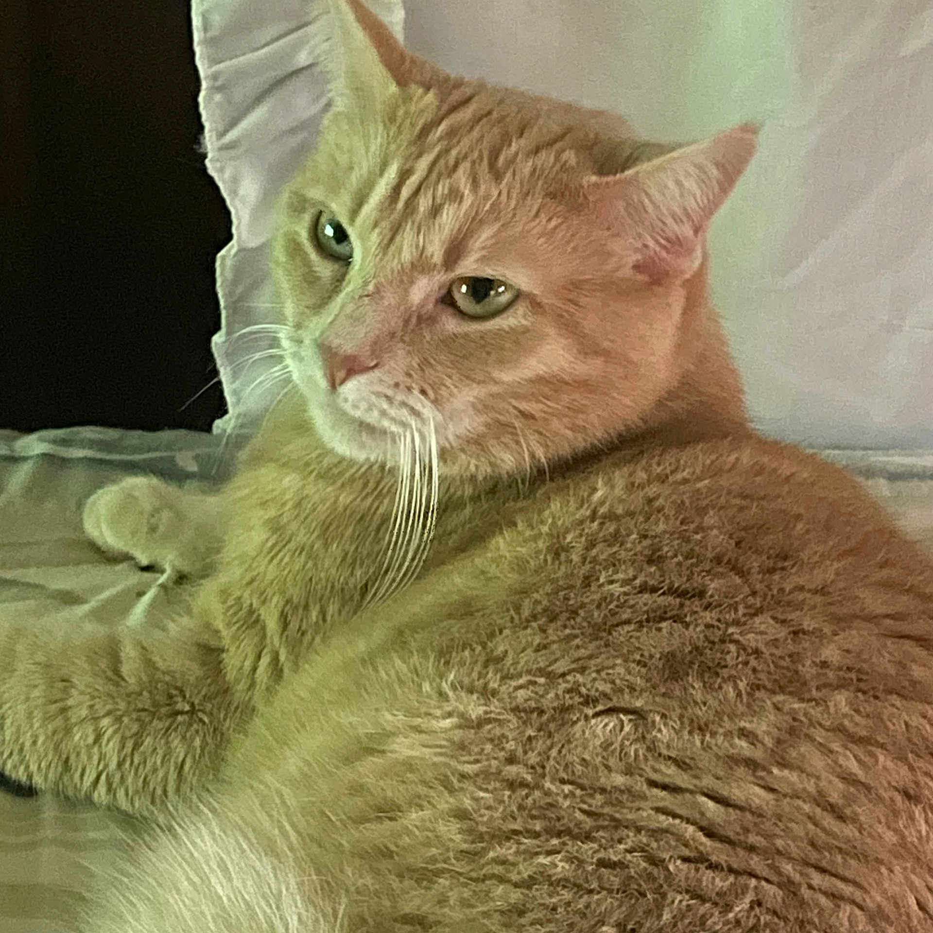 Emma joined the competition — help win amazing prizes! cat, orange_tabby, feline, pet, indoor, bed, bedding, pillow, fur, whiskers, relaxed, animal, cute, closeup, domestic_cat, resting, mammal, sleepy, household, cozy