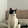 Sesame is registered to the contest to win money with this photo: cat, black_and_white, pet, animal, bed, bedding, headboard, indoor, feline, curious, whiskers, ears, tail, sitting, alert, fur, domestic, cozy, minimalist, soft_lighting