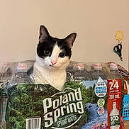 Sesame is registered to the contest to win money with this photo: cat, black_and_white_cat, water_bottles, plastic_packaging, indoor, curious, pet, animal, face, wide_eyes, household, table, scissors, background, wall, bottle_caps, label, packaging, still_life, cute