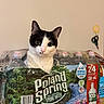 cat, black_and_white_cat, water_bottles, plastic_packaging, indoor, curious, pet, animal, face, wide_eyes, household, table, scissors, background, wall, bottle_caps, label, packaging, still_life, cute