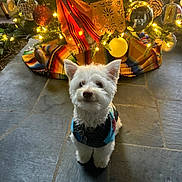 Lilly is registered to the contest to win money with this photo: dog, white_dog, sweater, christmas_tree, ornaments, lights, indoor, holiday, decorations, stone_floor, festive, cute, pet, small_dog, seasonal, celebration, animal, fur, winter, cozy