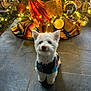 dog, white_dog, sweater, christmas_tree, ornaments, lights, indoor, holiday, decorations, stone_floor, festive, cute, pet, small_dog, seasonal, celebration, animal, fur, winter, cozy