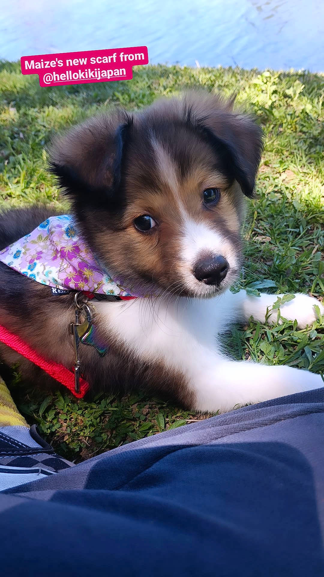 Maize is registered to the contest to win money with this photo: ancient_dog_breeds, border_collie, canidae, carnivore, collar, companion_dog, dog, dog_breed, electric_blue, fur, grass, herding_dog, plant, puppy, sky, snout, sporting_group, terrestrial_animal, whiskers, working_dog