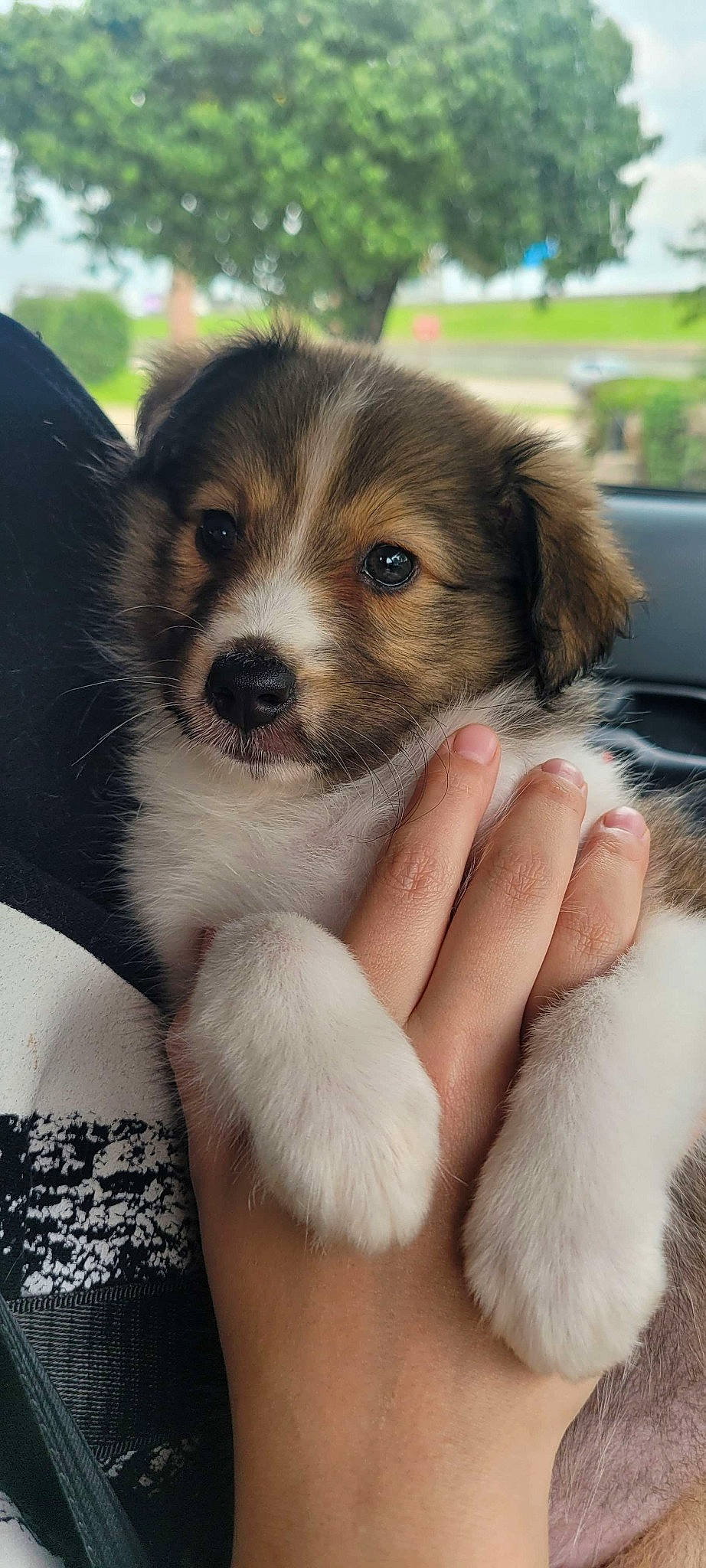 Maize is registered to the contest to win money with this photo: ancient_dog_breeds, canidae, carnivore, companion_dog, dog, dog_breed, fur, snout, terrestrial_animal, whiskers, working_animal, working_dog