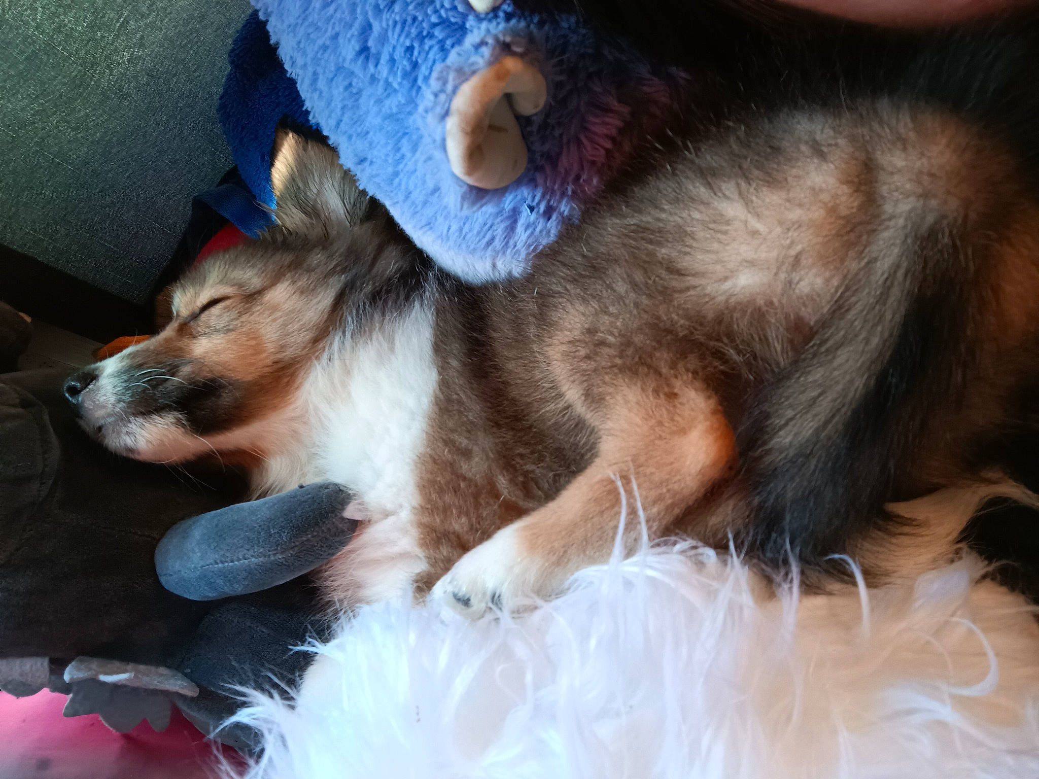 Maize is registered to the contest to win money with this photo: canidae, carnivore, claw, collar, comfort, companion_dog, dog, dog_breed, ear, felidae, foot, fur, human_leg, lap, nap, paw, small_to_medium_sized_cats, snout, sporting_group, whiskers