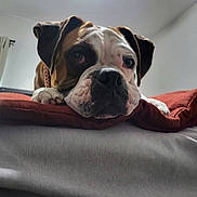 Penny joined the competition — help win amazing prizes! animal, bed, blanket, boxer, brown, canine, closeup, collar, cute, dog, ears, expression, fur, home, indoor, pet, relaxed, resting, snout, white