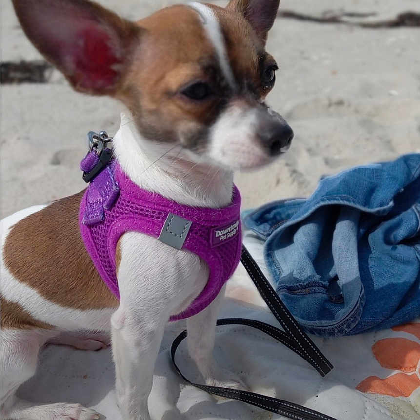 Dottie joined the competition — help win amazing prizes! accessories, animal, bostonbull, bulldog, canine, chihuahua, clothing, dog, harness, hound, leash, lifejacket, pet, puppy, purple, snout, strap, sunglasses, text, vest