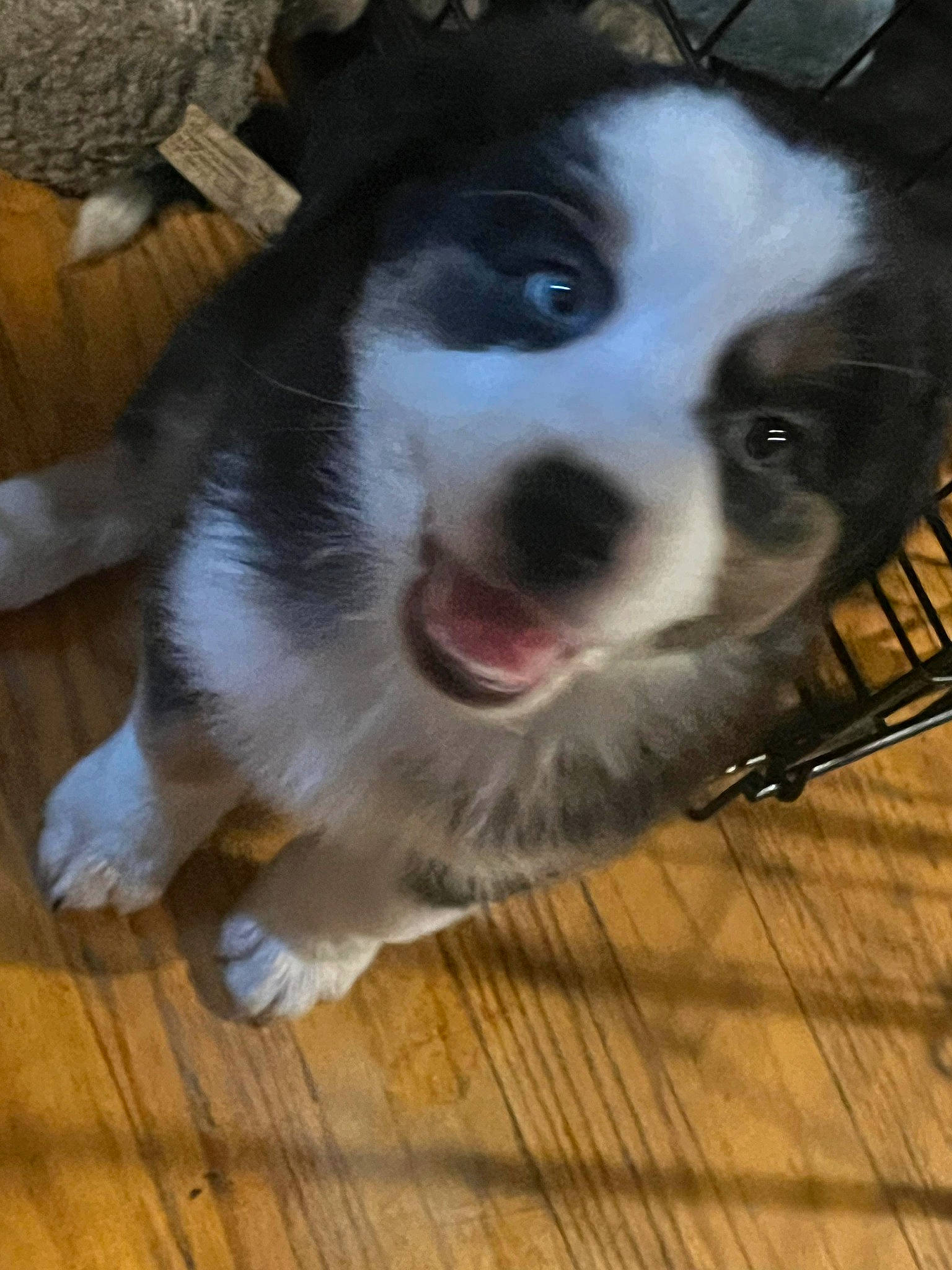 Maggie is registered to the contest to win money with this photo: animal_shelter, bernese_mountain_dog, canidae, carnivore, companion_dog, dog, dog_breed, flooring, fur, hardwood, herding_dog, laminate_flooring, paw, plank, sporting_group, varnish, whiskers, wood, wood_flooring, wood_stain