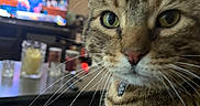 Dodge is registered to the contest to win money with this photo: adult, animal, architecture, building, cat, computerhardware, cup, electronics, entertainmentcenter, face, furniture, hardware, head, male, man, monitor, person, pet, screen, tv