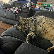 Dodge is registered to the contest to win money with this photo: animal, architecture, armchair, building, cat, chair, couch, cushion, furniture, homedecor, indoors, interiordesign, livingroom, manx, person, pet, room, sleeping, toy, wood