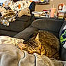 Dodge is registered to the contest to win money with this photo: animal, architecture, blanket, boy, building, cat, child, couch, cup, cushion, furniture, homedecor, indoors, linen, livingroom, male, person, pet, room, toy