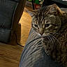 Dodge joined the competition — help win amazing prizes! abyssinian, animal, architecture, armchair, building, cat, chair, clothing, couch, cushion, furniture, hardwood, indoors, livingroom, manx, pants, pet, room, shelf, wood