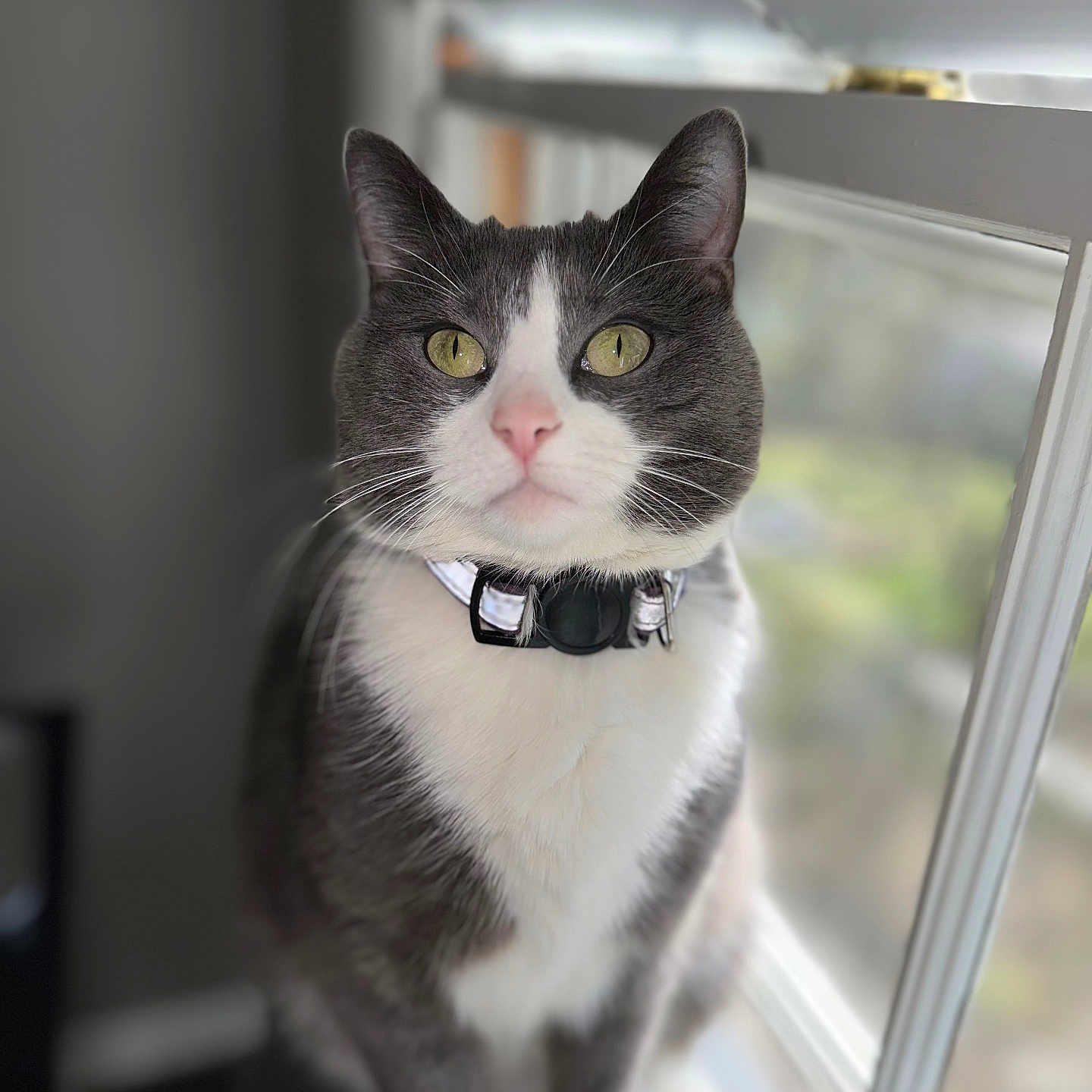 Willow is registered to the contest to win money with this photo: animal, blurred_background, cat, closeup, collar, curious, domestic_cat, feline, gray_cat, green_eyes, indoor, pet, pink_nose, portrait, reflective_collar, sitting, soft_light, whiskers, white_fur, window