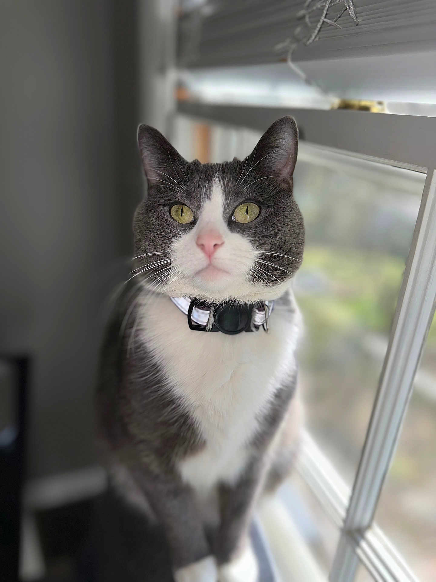 Willow