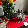 Willow is registered to the contest to win money with this photo: cat, gray_cat, white_paws, table, red_table_runner, roses, yellow_roses, red_roses, orange_roses, purple_vase, green_leaves, christmas_ornaments, basket, indoor, chair, wooden_table, decor, holiday_decor, pet, curious