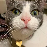 Willow is registered to the contest to win money with this photo: cat, close_up, whiskers, pink_nose, green_eyes, collar, heart_tag, curious, pet, feline, indoor, face, animal, domestic_cat, portrait, cute, fur, looking, nose, closeup